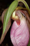 Pink lady's slipper <BR>Moccasin flower